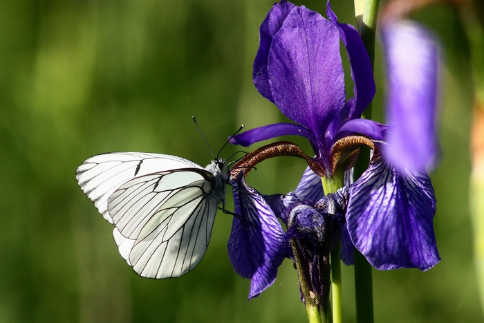 iris e farfalle